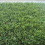 Искусственная трава Condor Grass Blossom 40 мм