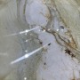 Керамогранит Almera Ceramica-2 Js61235 Gold Crack 60x120 см